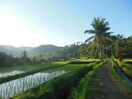 Terasering Subak Tinggarsari